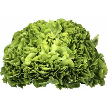 Endivien Salat