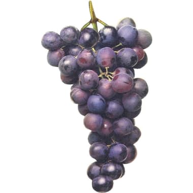 M Trauben dunkel kernlos