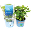 Bio Melisse Topf