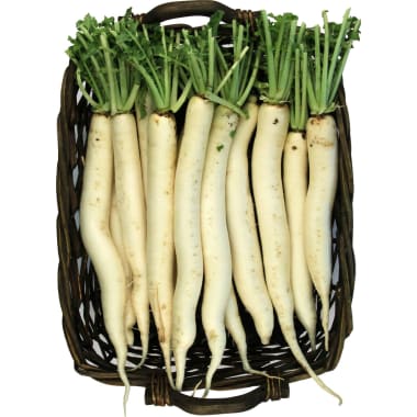 Rettich weiß