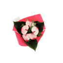 Anthurien Strauß Midi