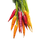 BIO Bunte Karotten