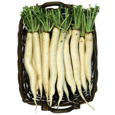 Rettich weiß