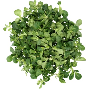 M-BIO BIO Vogerlsalat Italien