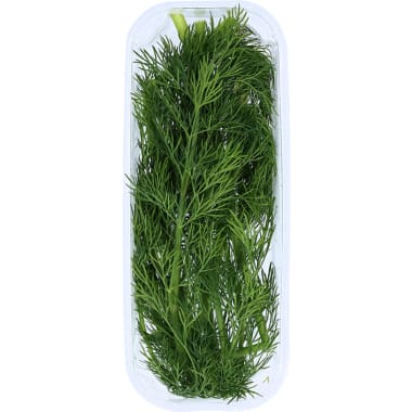 Dill Tasse