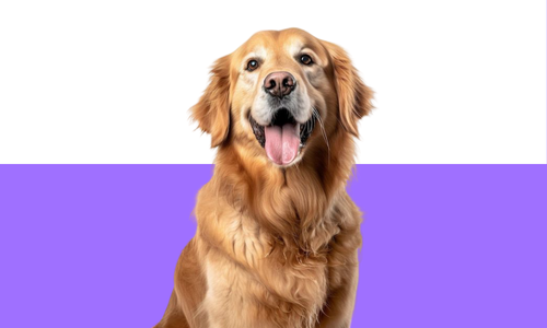 Dog Food
