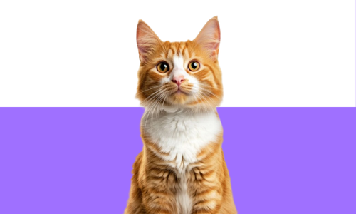 Cat Food