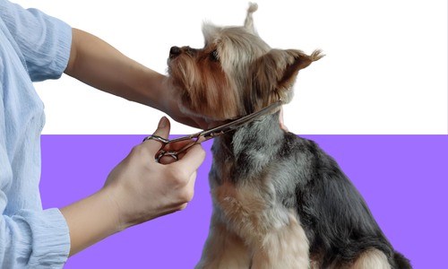 Grooming