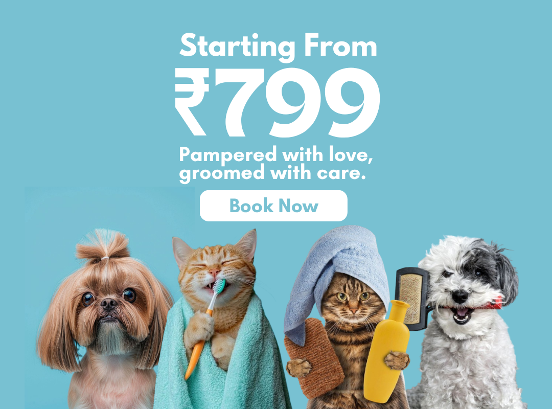 Professional pet grooming service at People n Pets Siliguri - dog being groomed by certified professional