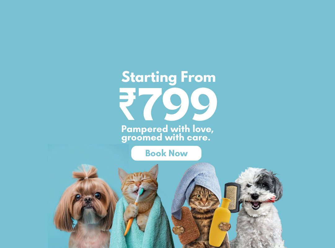 grooming upto 20% off