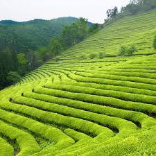 3-Day Nyungwe Forest & Lake Kivu Adventure
