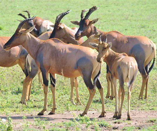 3-Day Akagera National Park Itinerary