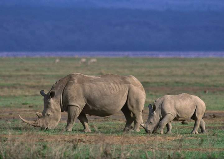 3-Day Akagera National Park Itinerary