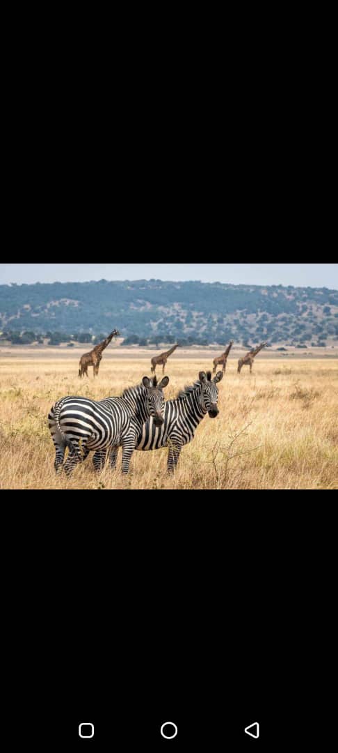 3-Day Akagera National Park Itinerary