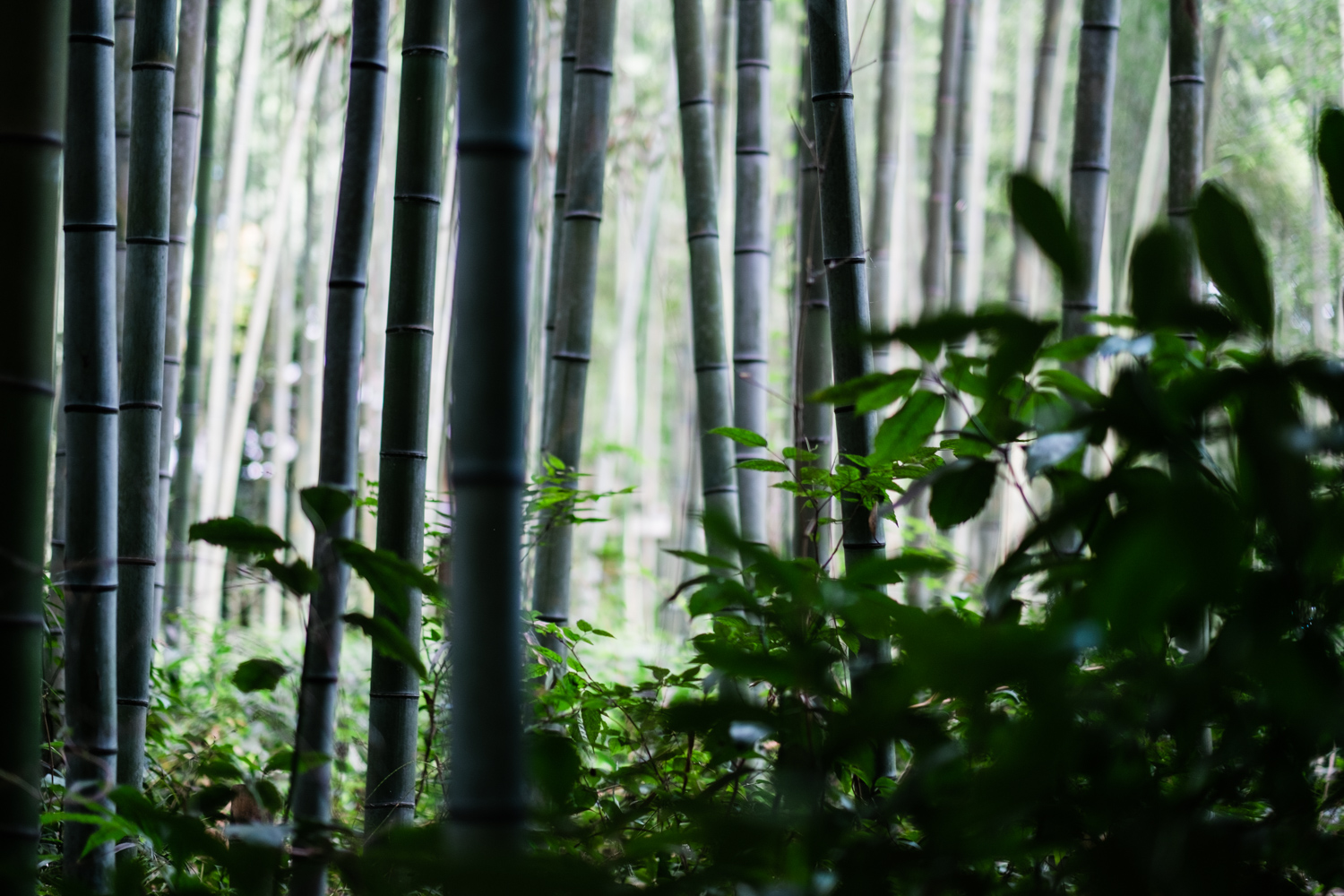 Bamboo Forest
