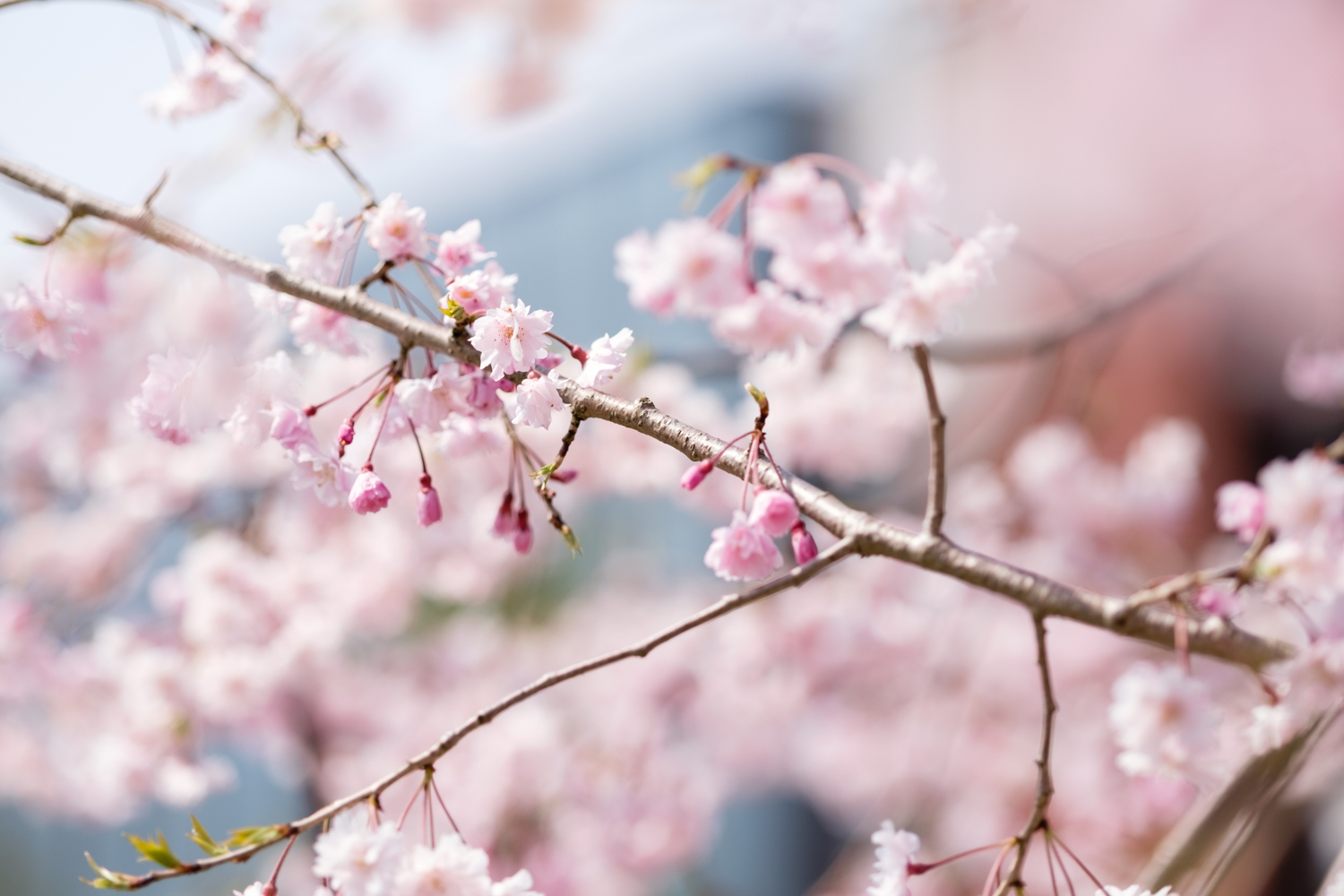 Sakura Blossom