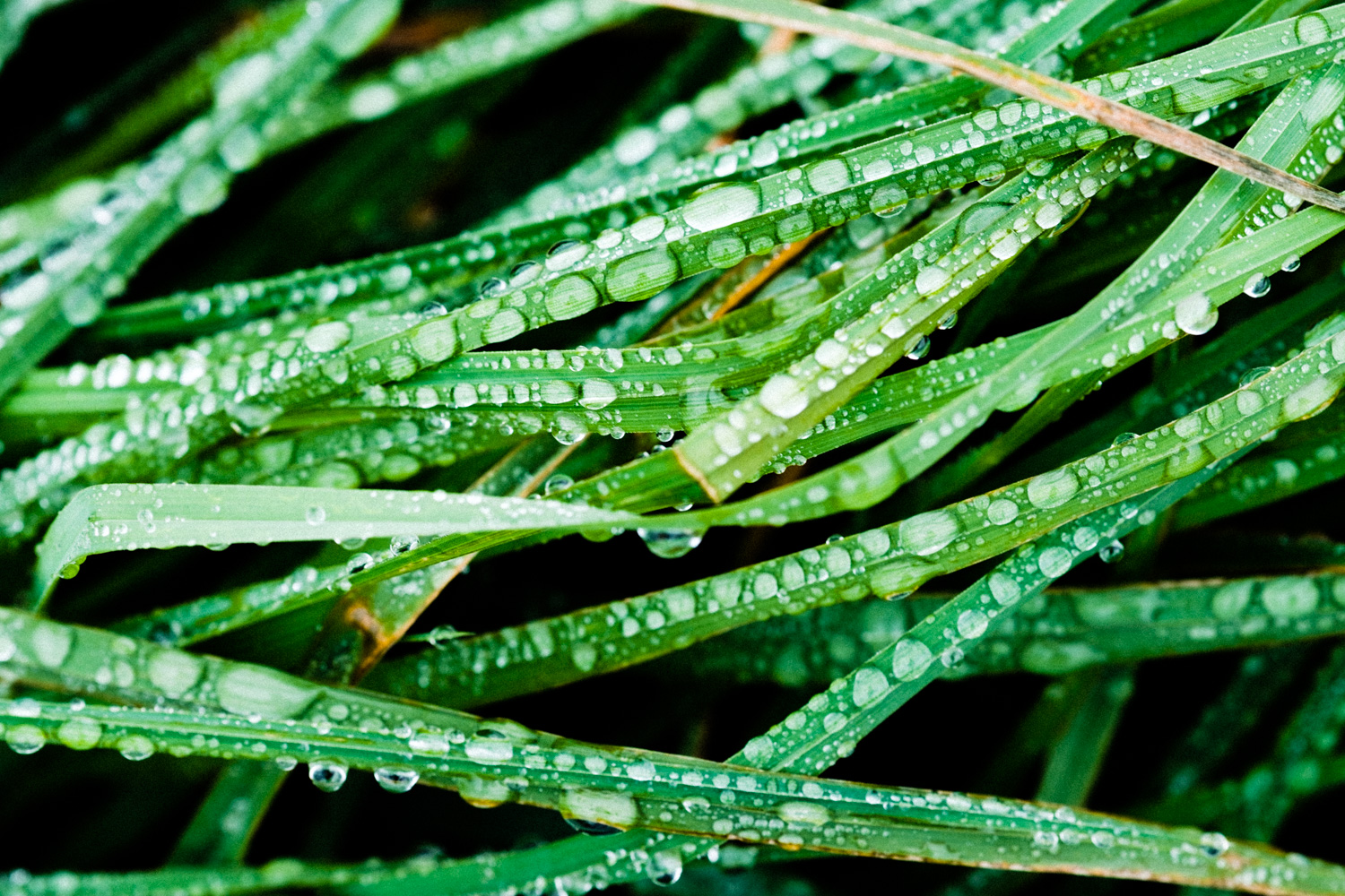 Wet Greens