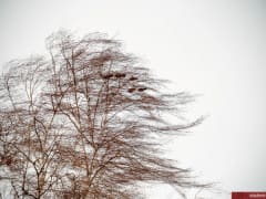 Во Владимире прогнозируется усиление ветра
