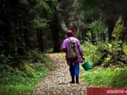 Отправляясь в лес, помните о безопасности