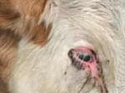 Инфекционный ринотрахеит Крупного рогатого скота