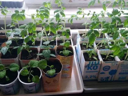 Эти секреты помогут вам вырастить крепкую и здоровую рассаду: запомните 5 важных правил для богатого урожая