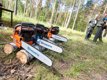 В Судогде осудили банду, воровавшую лес