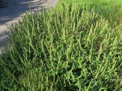 Карантин в Владимире из-за амброзии полыннолистной