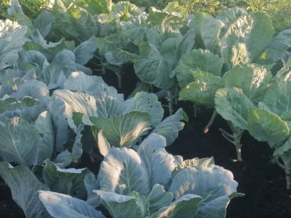 Нельзя упускать время: в июле обязательно сделайте это с капустой — отблагодарит огромными кочанами