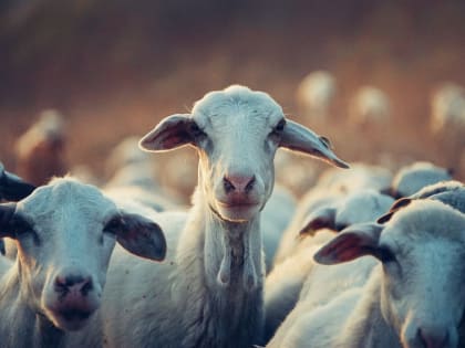 Во Владимирской области уничтожают заболевших оспой овец и коз