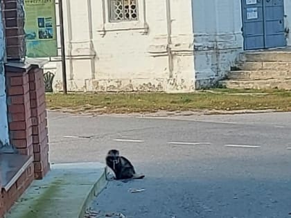 В Гороховце увидели енотовидную собаку с опасными симптомами