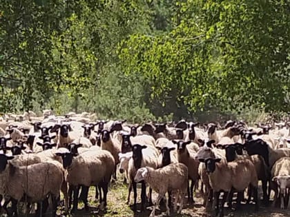 Племенное овцеводство в Петушинском районе: успехи и планы на будущее