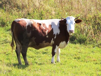 Вязниковский район — первый по темпам  роста надоев