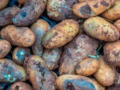 Осенние работы в огороде