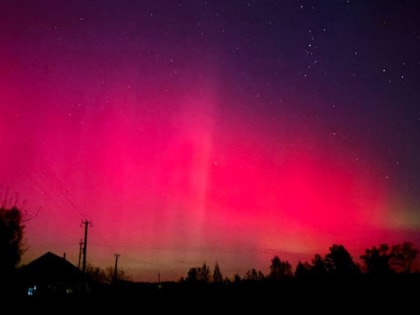Нашествие божьих коровок в Туле