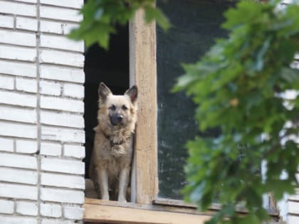 В Гусь-Хрустальном районе собаку убили за 100 рублей