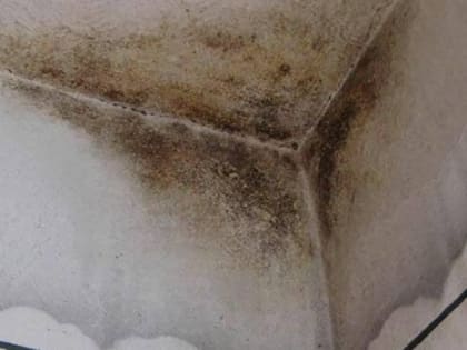 В детсадах и школах Суздальского района прокуроры нашли признаки поражений грибком
