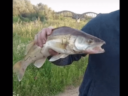 Владимирцы в Клязьме поймали царскую рыбу