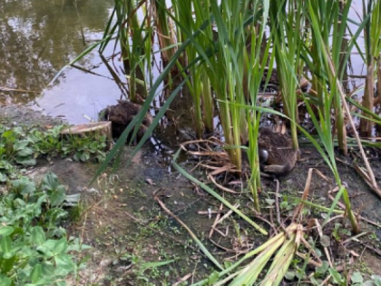 Карантин из-за птичьего гриппа во Владимире