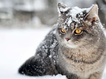 Синоптики прогнозируют во Владимирской области резкий перепад дневных и ночных температур