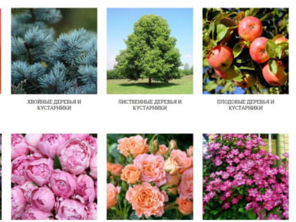 На сайтах продавцов семян во Владимирской и соседних областях нашли 350 выдуманных сортов