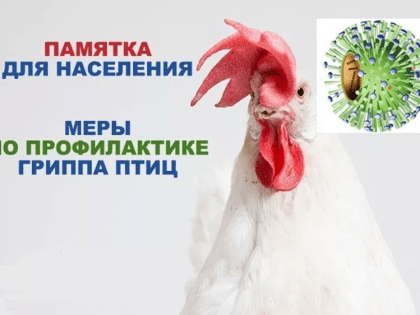 Памятка для населения высокопатогенный грипп птиц.