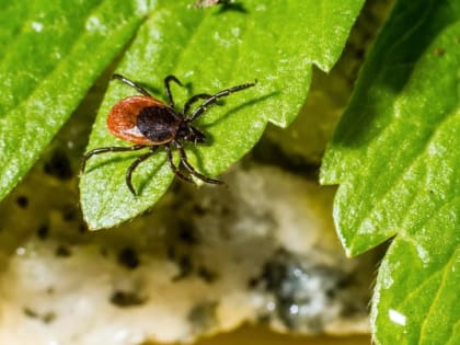 В лесах Владимирской области появились клещи