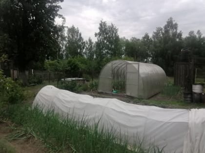 Стручков будет не счесть: выращивайте горох только так - раскрыт секрет обильного урожая