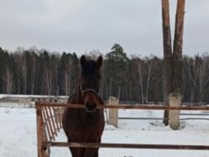 В Костромской области государственной конно-спортивной школе в ходе профилактического визита объяснили требования ветеринарного законодательства