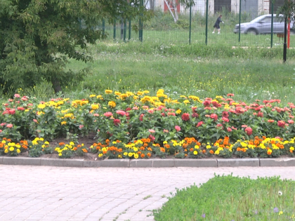 «Владимир в цвету». У Красносельского пруда посадили около 1200 свежих цветов