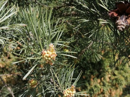 Эксперт владимирского филиала Россельхозцентра - о болезнях хвойных растений