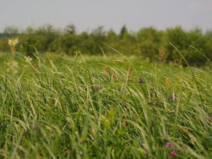 Аграрии Владимирской области начали заготовку зерновых культур для животноводства