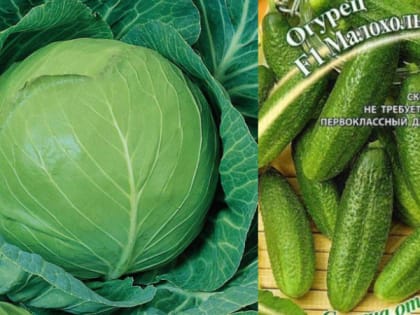 Проверка саженцев и семян в Владимирской области