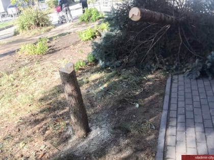 Искать незаконно спиливших голубую ель на ул. Горького будет полиция