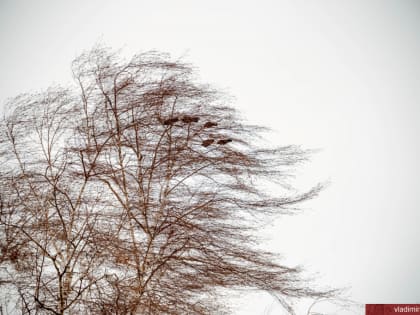 Во Владимире прогнозируется усиление ветра
